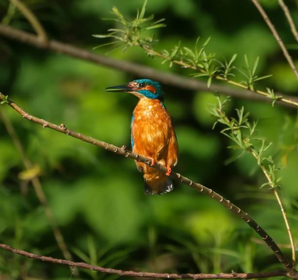 istock Kingfisher perched on a branch with green foliage. 2215244462