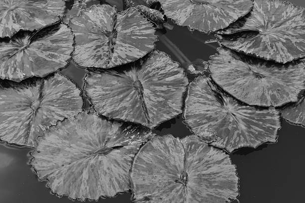 istock Black and white lily pads 2215244578