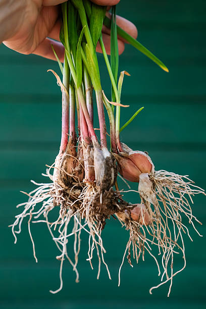 istock Sprouted garlic in a woman's hand on a green backdrop. 2215245131