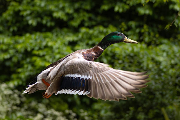Female Mallard