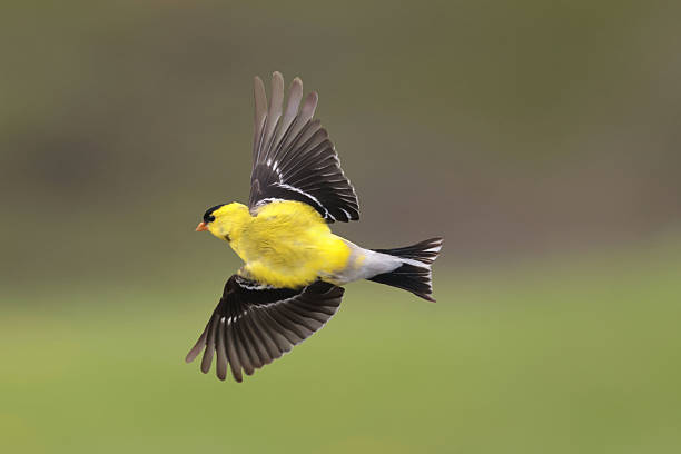 istock Goldfinches in spring flapping around bird feeder 2215252003