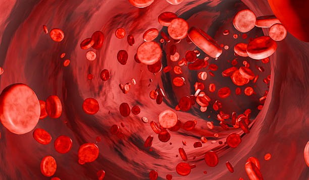istock Vein with human blood cells. 2215253005