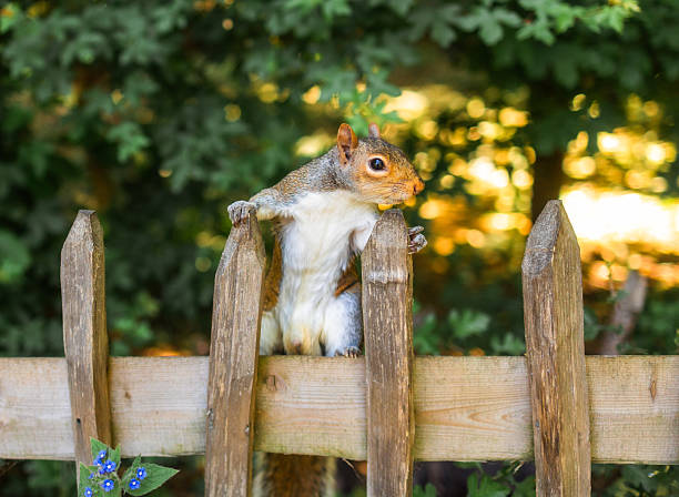 istock Curious grey squirrel sitting on the fence 2215253182
