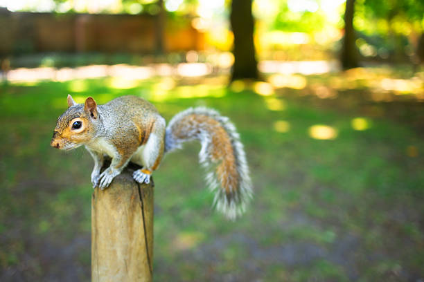 An inquisitive grey squirrel sits on a wooden fence in the park, looking at the camera.