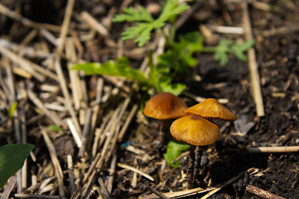 Three small, brown, conical mushrooms grow amongst scattered straw and dark soil in a natural setting