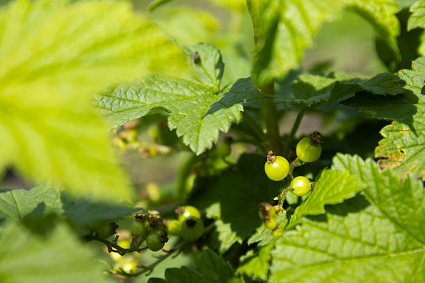 istock Unripe Blackcurrants on the Bush 2215256366