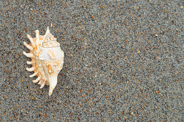 Close-up view of a seashell on the beach sand on the sand under the hot sun, selective focus. Concept of sandy beach holiday, background with copy space for text
