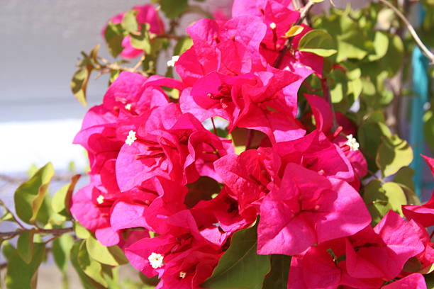 Vibrant pink bougainvillea flower plant in the bright sun close up with a structure background.