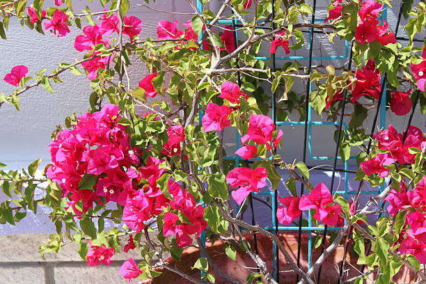 istock Vibrant Pink Bougainvillea Plant With A structure Background. 2215259409