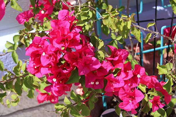 istock Vibrant Pink Bougainvillea Plant With A structure Background. 2215259420