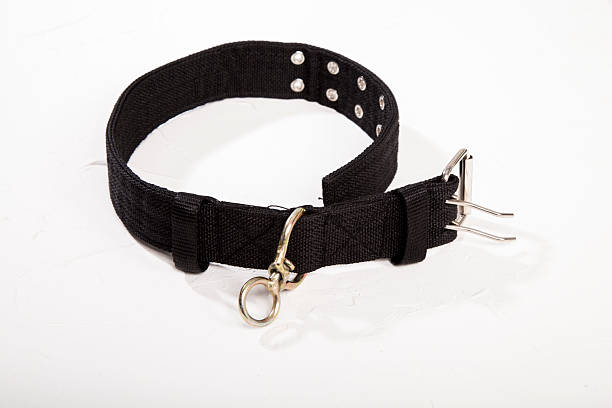 istock Black dog collar on white background 2215260289