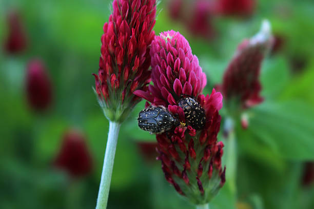 Black and white Chafer beetle on crimson clover  flower. Oxythyrea funesta on a Trifolium incarnatum field