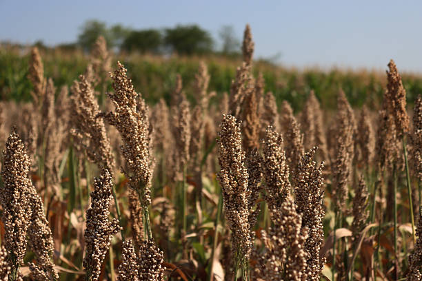 Dry brown Sorghum or millet plants near corn field . Sorghum agricultural cultivation on a sunny day