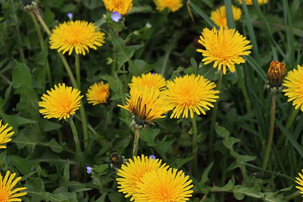 istock Dandelion plants in bloom. Taraxacum officinalis 2215262218