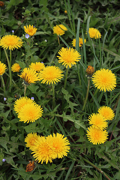 istock Dandelion plants in bloom. Taraxacum officinalis 2215262312