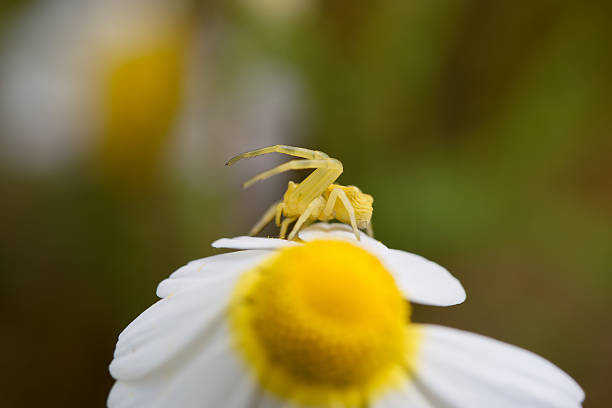 Rosa canina and Macro of white crab spider (Misumena vatia) detail