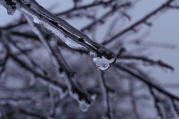 istock ice-covered branches with buds, as if under a layer of crystal 2215263269