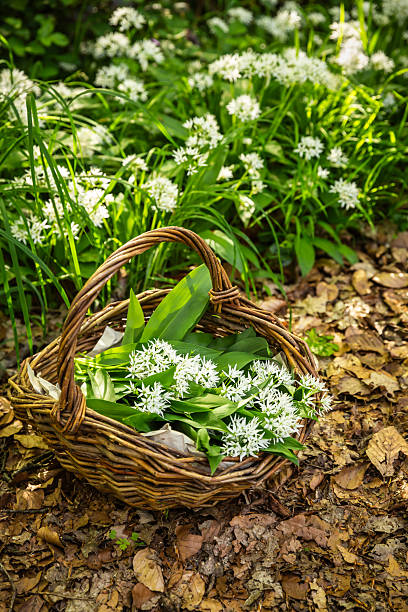 istock Freshly picked wild garlic in a basket, ramson (allium ursinum) in a basket in forest 2215263843