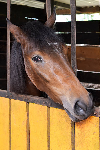 istock Curious horse looking out from its stall through metal bars 2215263848