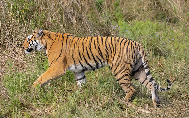istock Male tiger at jim corbett 2215265610