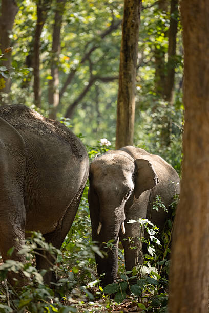 istock Asiatic elephant  at jim corbett 2215267434