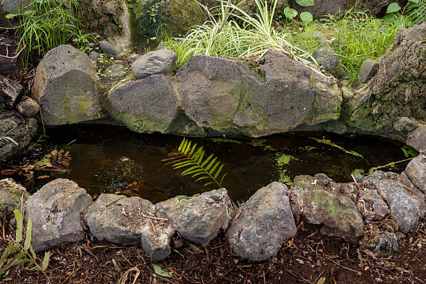 istock Botanic garden Cabildo de Gran Canaria, Spain 2215268086