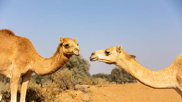 istock Two dromedary camels (Camelus dromedarius) in a desert farm in Al Digdaga, UAE 2215268245