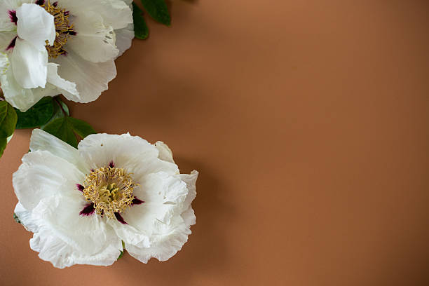 White large tree-like peony flower on a brown background. Top view. Clean space for text.