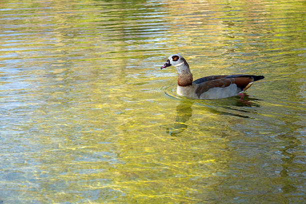 A solitary Egyptian goose glides gracefully through clear, shallow water, creating soft ripples around it. The bird's distinctive brown, white, and orange plumage stands out against the greenish reflections of the water. The scene conveys a sense of tranquility and natural elegance.