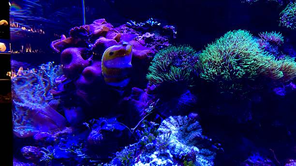 istock Coral reef aquarium tank photo 2215272680