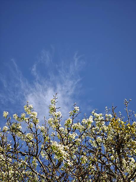 istock Blooming pear tree branches reaching for wispy clouds in azure sky 2215272999