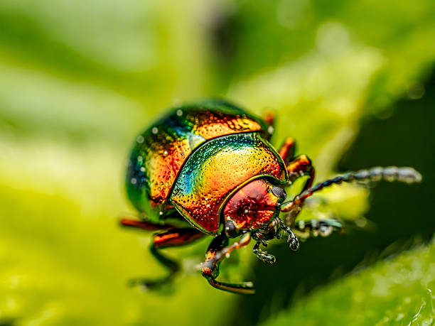 istock Colorful dead-nettle leaf beetle Resting on Vibrant Green Leaf in Macro Close-Up 2215273081