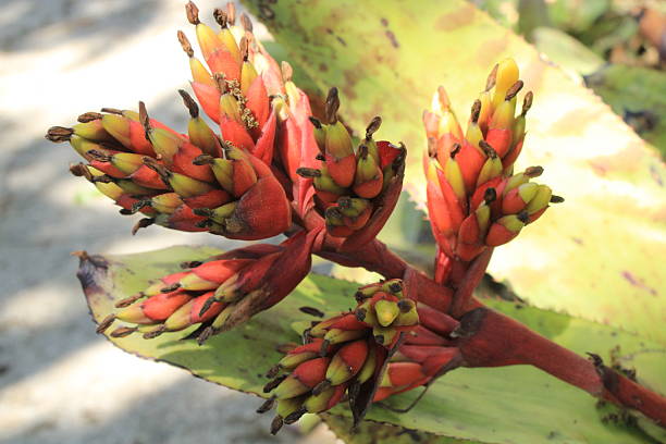 istock Blue Violet Pink And Lime Green Tango Aechmea Bromeliad Blooming In The Tropical Sun With A Foliage Background 2215273101