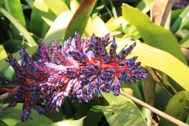 Blue violet and lime green leaf colored blue tango plant blooming in the warm tropical sun with a lush Foliage Background.