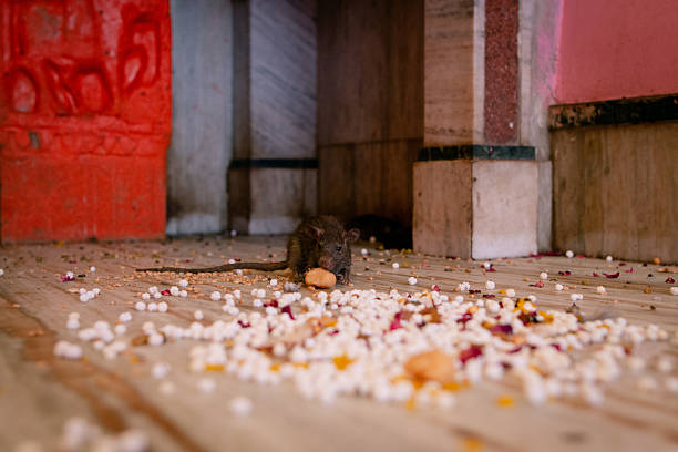 A small brown rat is eating an orange fruit next to a red wall, inside the ancient hindú Karni Mata Temple, in Deshnoke, Rajasthan, India