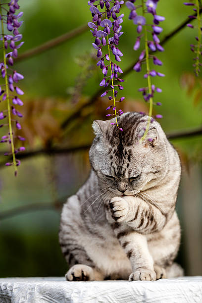 istock Pet cat American Shorthair 2215273231