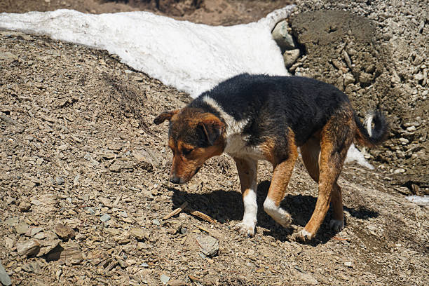 dog in the snow, Kashmir