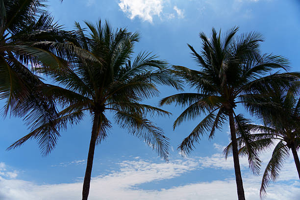 Sunny blue skies and white sand beaches of Fort Lauderdale. Beach life and vibes.