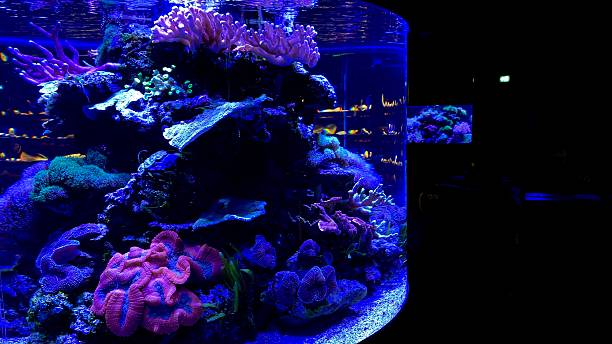 istock Coral reef aquarium tank photo 2215274714