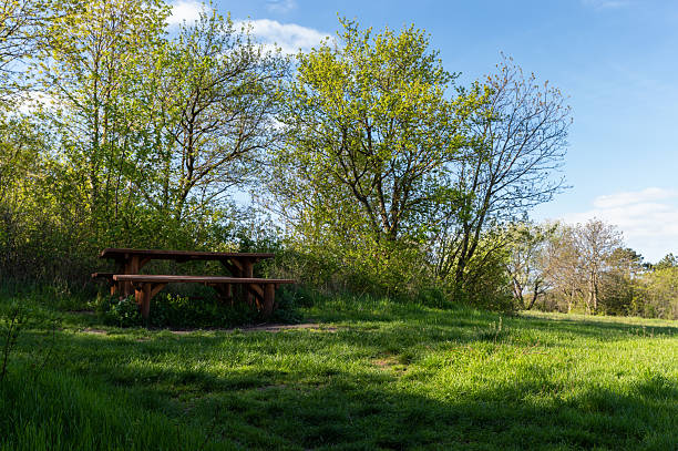 A rustic wooden picnic table sits in a quiet, grassy clearing, framed by lush spring foliage. The setting, bathed in natural light under a clear blue sky, invites peaceful rest in the middle of nature.