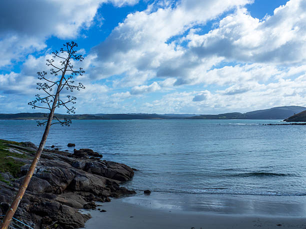 istock Autochthonous plants on the coast 2215274925