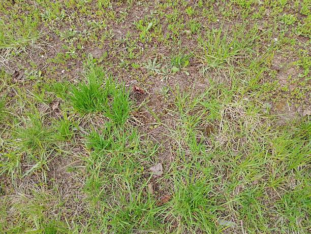 istock photo of grass and earth 2215275390