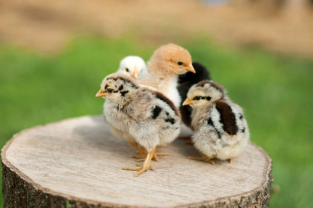Baby chicks are standing on the log on nature background. Close up photo. Top view