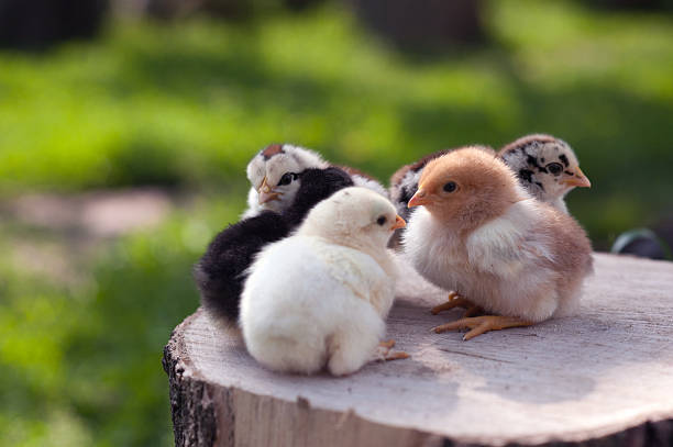 istock Little cute chickens stand on the log on nature background 2215275621