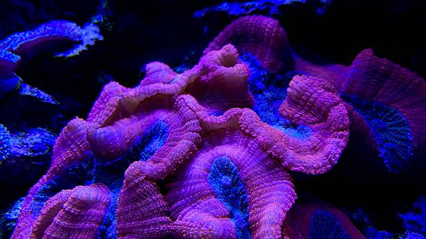 istock Coral reef aquarium tank photo 2215276249