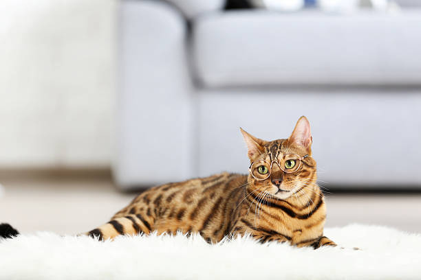 istock Beautiful brown cat lying on white carpet at home 2215277107