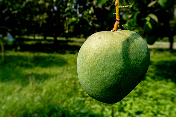 Mango Orchard with Unripe Mangoes on Lush Green Trees