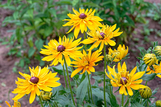 istock Blooming purple coneflower. Echinacea purpurea 2215277777