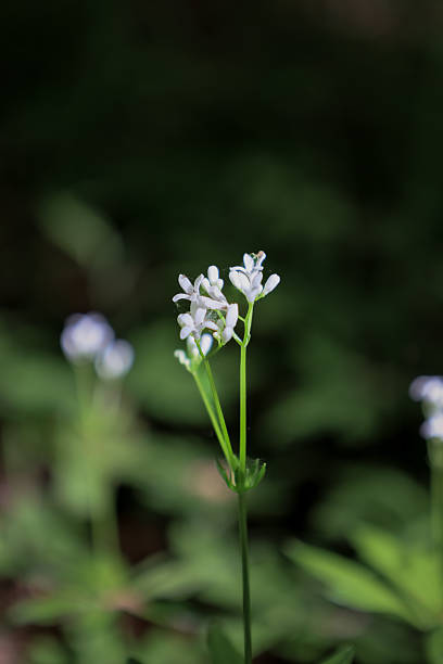 istock In the foreground, a small white flower with green stems is visible. The dark, blurred background emphasizes the delicacy of the petals. 2215278742