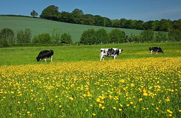 istock cows grazing in the may buttercups 2215279079